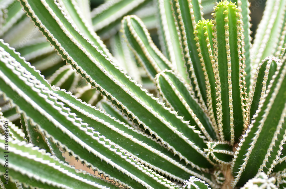 Fototapeta premium Cactus planted in a botanical garden.