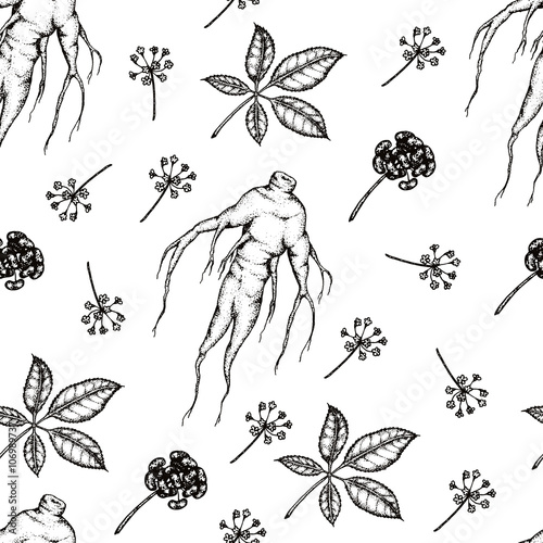illustration of Panax Ginseng.