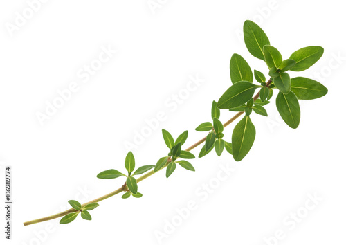 thyme sprig isolated