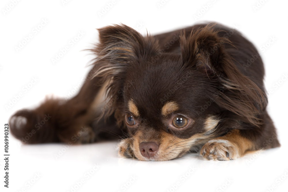 chihuahua dog resting on white