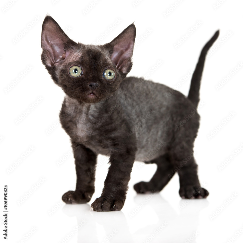 adorable black devon rex kitten