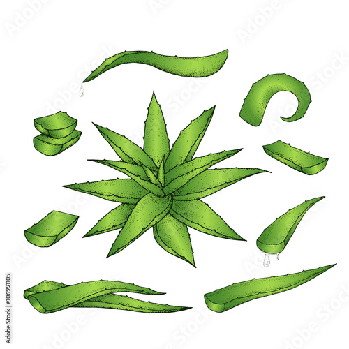 Aloe vera hand drawn set.