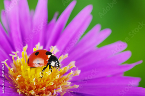 Ladybug and flower