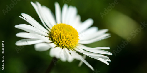 Fototapeta Naklejka Na Ścianę i Meble -  Daisy