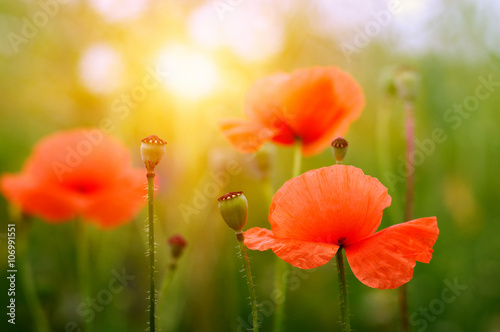 wild poppy flower on field