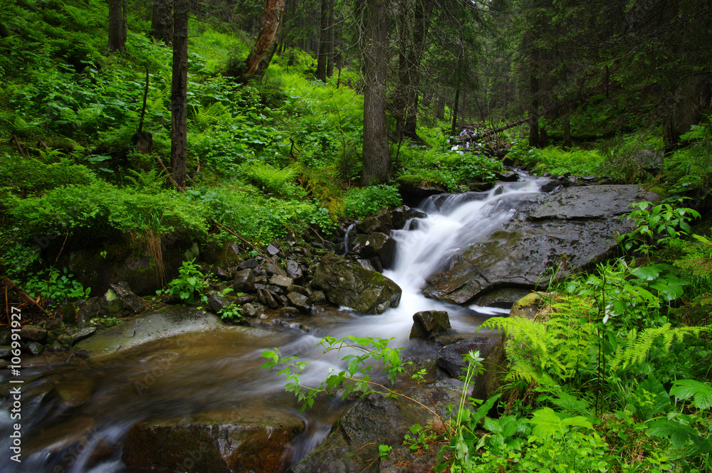 Mountain river in forest.