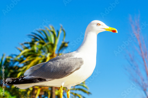 Seagull clouse up on Promenade de la Croisette
