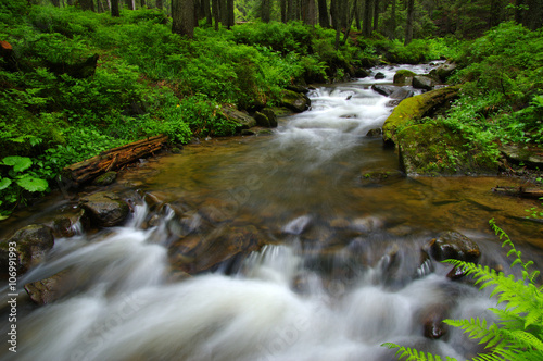 Mountain river in forest.