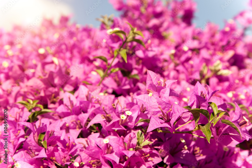 pink bougainvillea flowers and blue sky in summer pink bougainvillea flowers and blue sky in summer