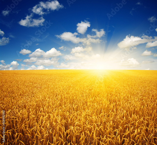 Field of wheat