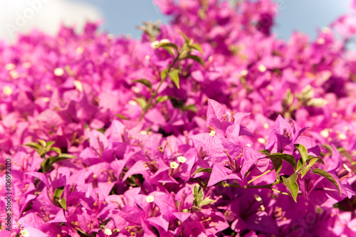 pink bougainvillea flowers and blue sky in summer