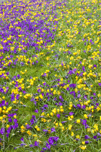 Crocus flowers on grass. Purple-Vernus. Yellow- chrysanthus. © coxy58
