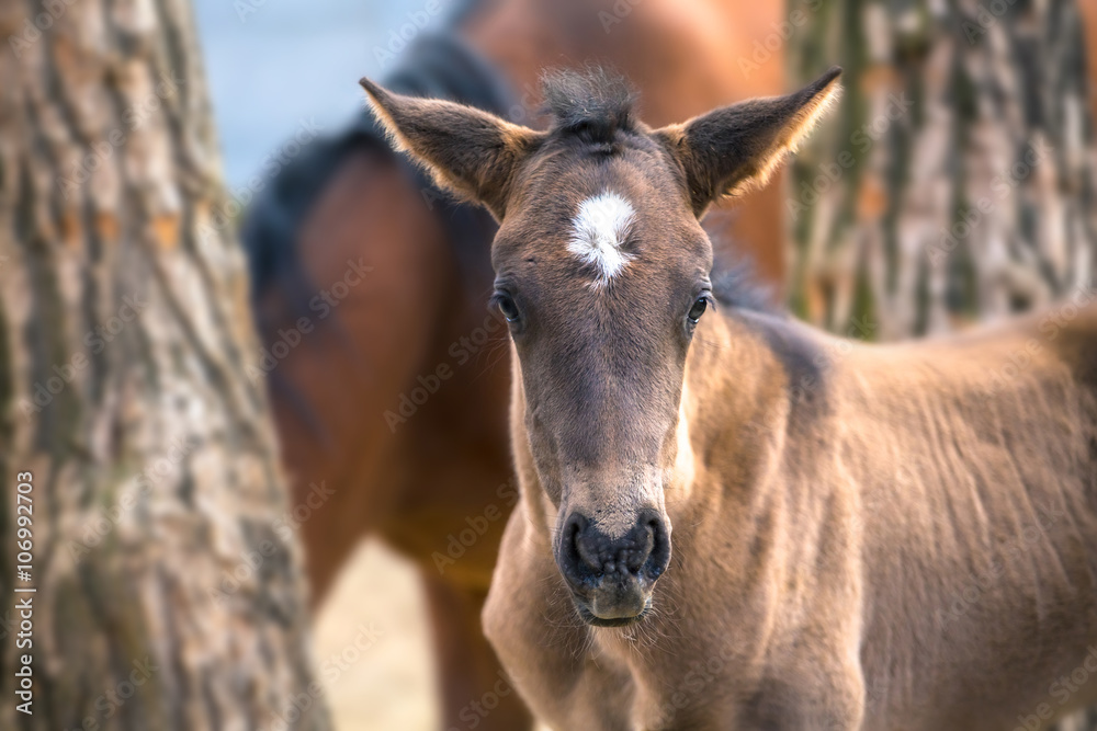 little foal with the funny ears