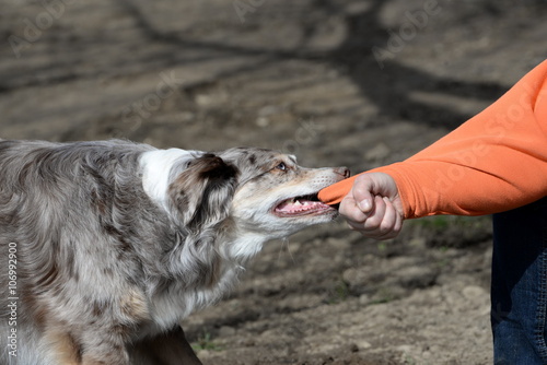 Fototapeta Naklejka Na Ścianę i Meble -  tugging, dog trying to bite