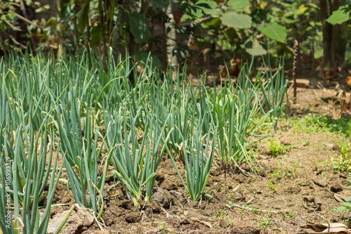 cultivo cebolla larga agricultura colombia