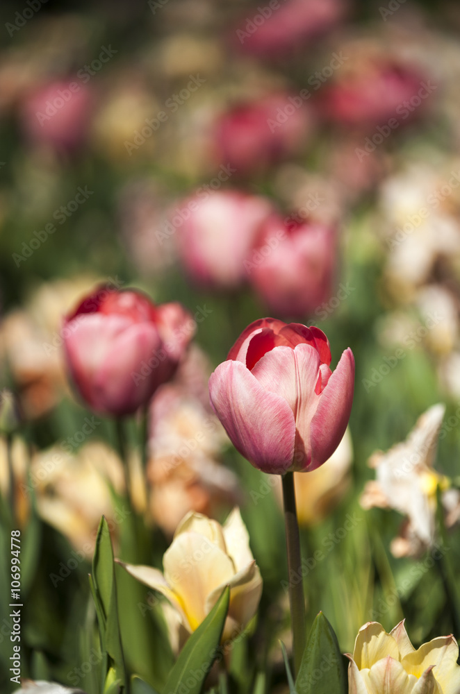 Pink tulip with many color flowers on a background