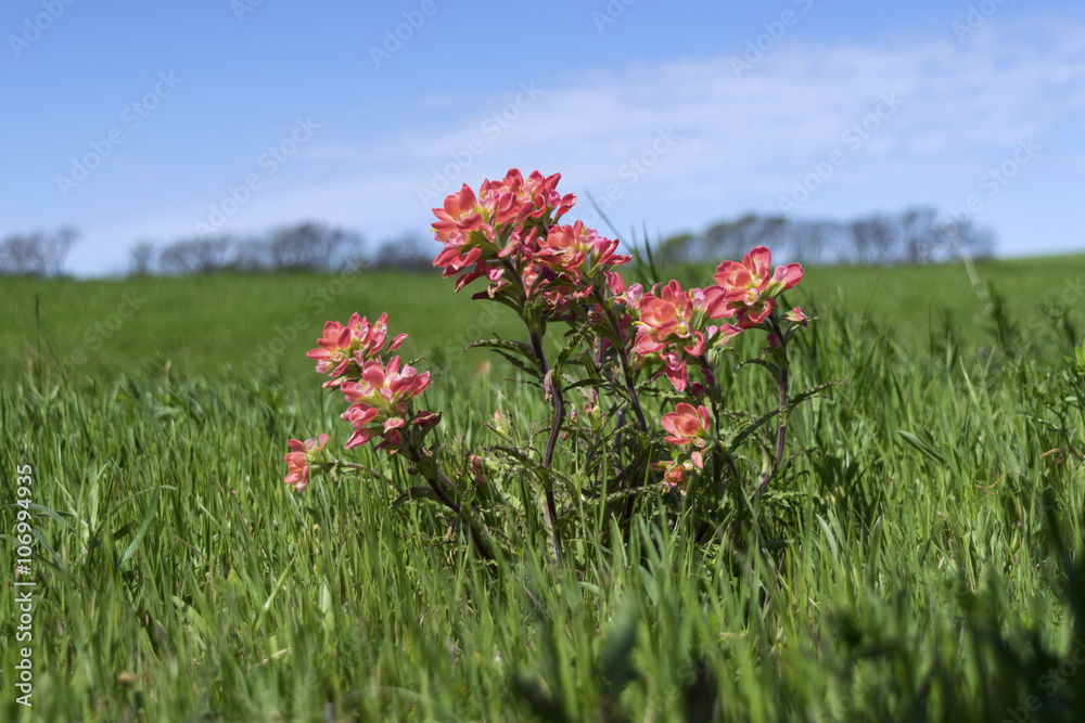 Pink Indian Paintbrush Flowers against blue horizon Pink Indian Paintbrush Flowers against blue horizon