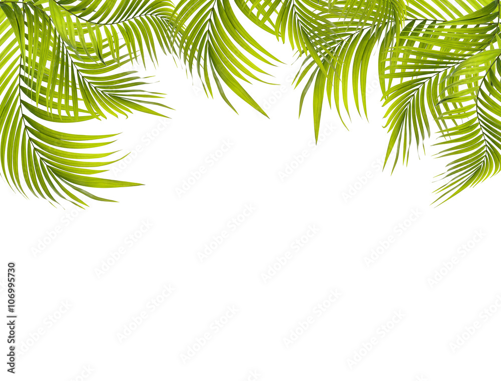 Fototapeta premium Green leaf of palm tree on white background