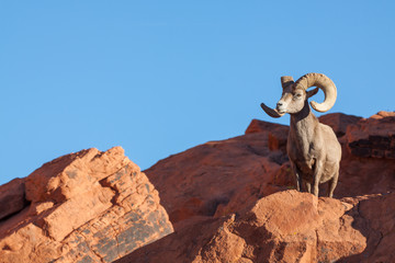 Ingelijste posters Schaap Desert bighorn ram in woestijn  © equigini