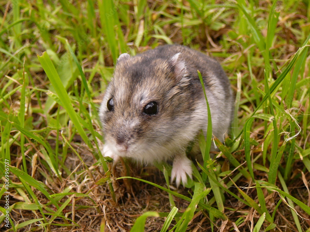 Little djungarian Hamster Little djungarian Hamster
