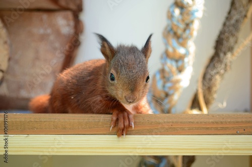 junges Eichhörnchen