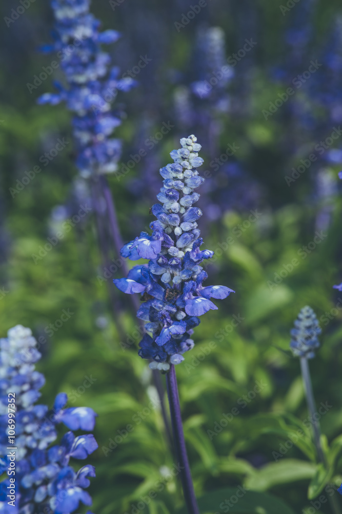 Beautiful fresh flower