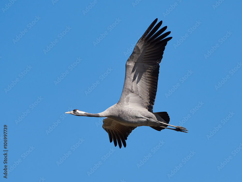 Obraz premium Common crane (Grus grus)