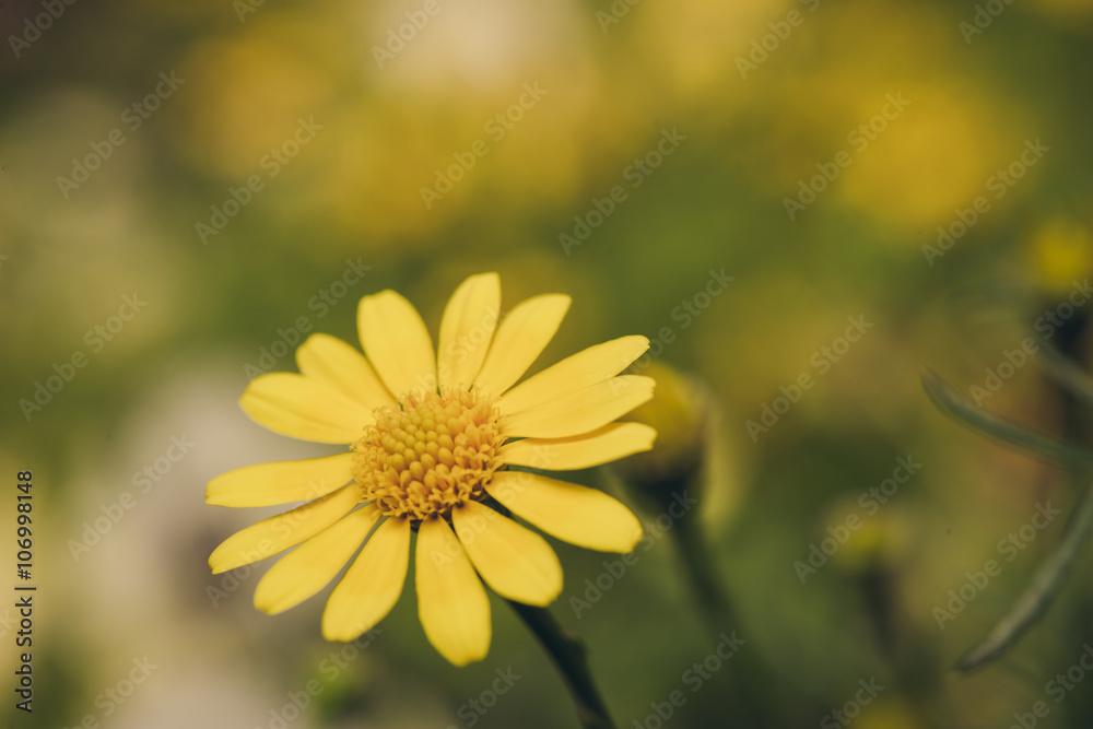 Obraz premium Beautiful fresh flower