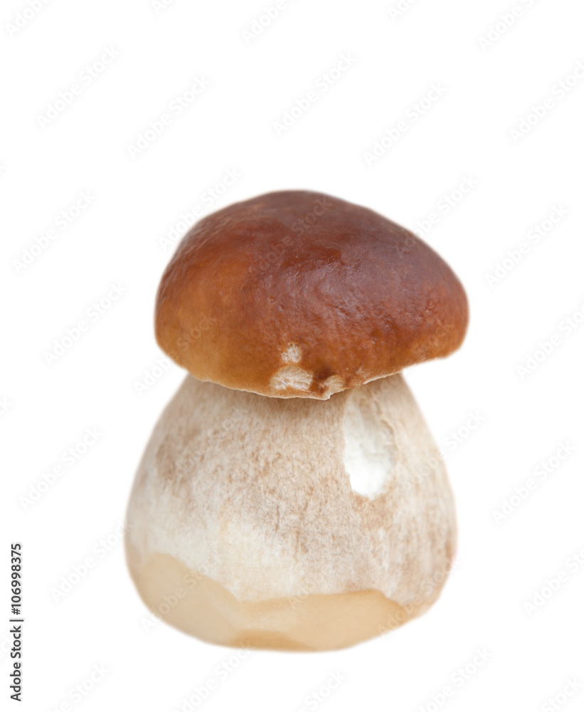 Cep mushroom (Boletus edulis), isolated on white background Cep mushroom (Boletus edulis), isolated on white background
