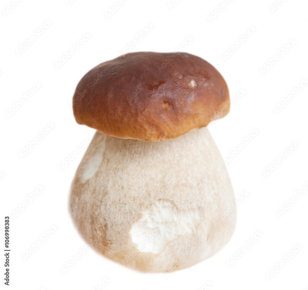 Cep mushroom (Boletus edulis), isolated on white background Cep mushroom (Boletus edulis), isolated on white background