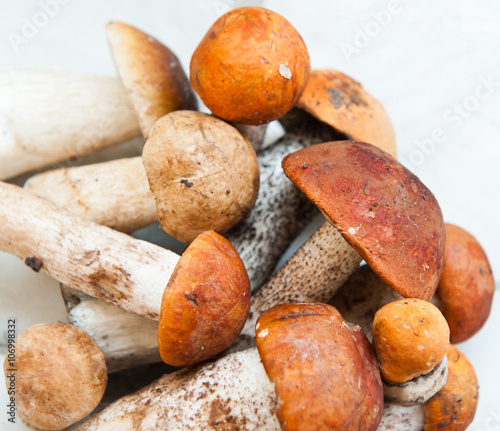 Orange-cap boletus