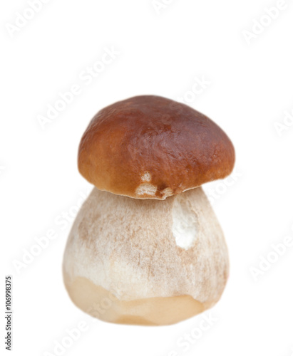 Cep mushroom (Boletus edulis), isolated on white background 