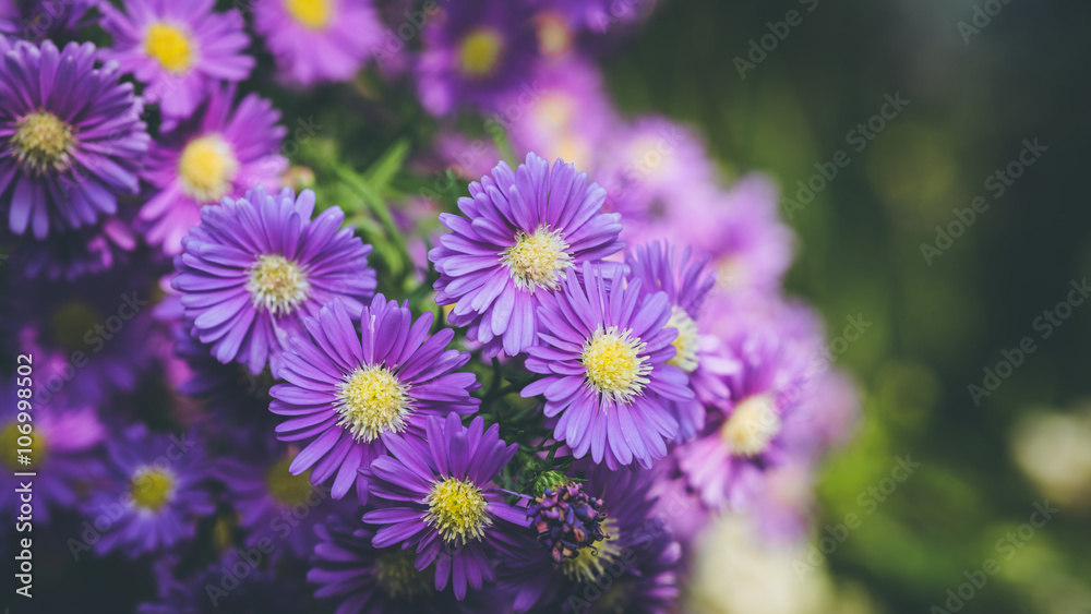 Beautiful fresh flower Beautiful fresh flower