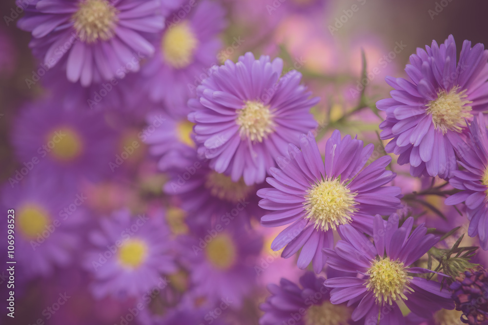 Beautiful fresh flower Beautiful fresh flower