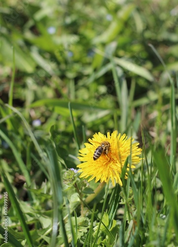 Bee on a yellow dandelion