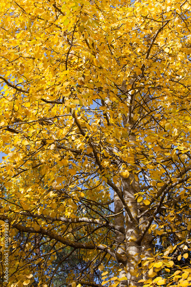Yellow aspen foliage at autumn