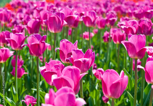 pink tulips in sunny spring day 