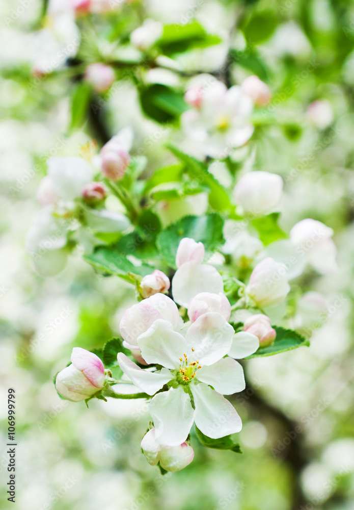 Flowering of apple trees.