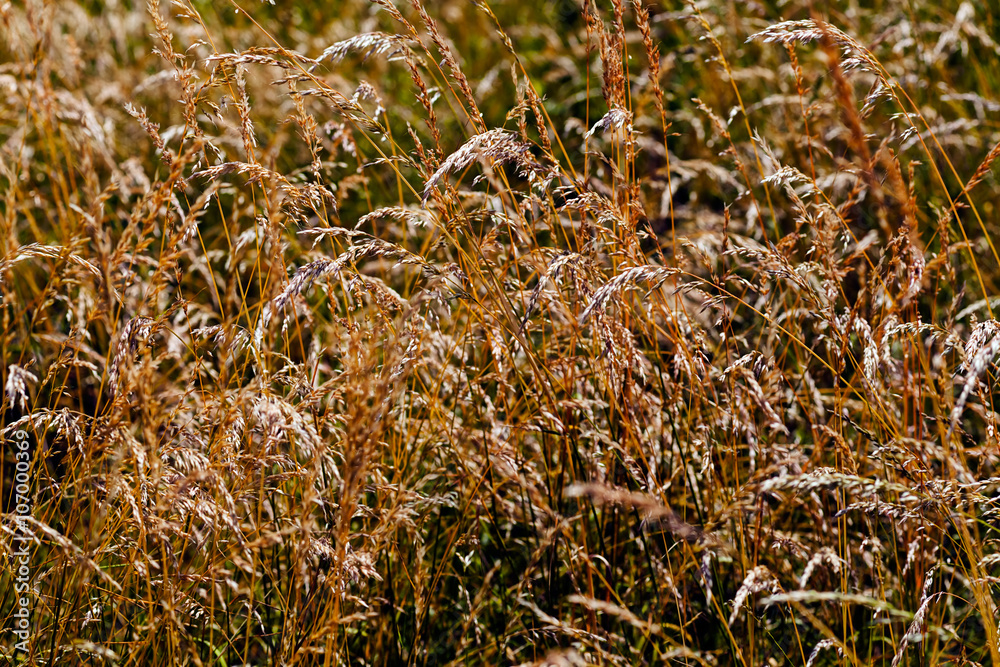 Fototapeta premium Autumn dry grass