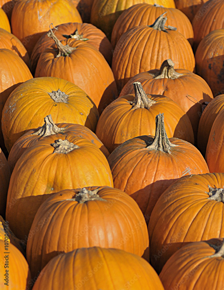 Pumpkin Pumpkin