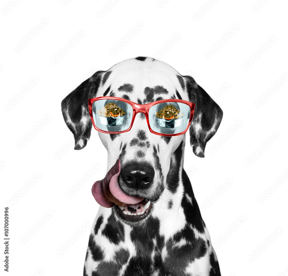 Dog is hungry and food reflected in his glasses