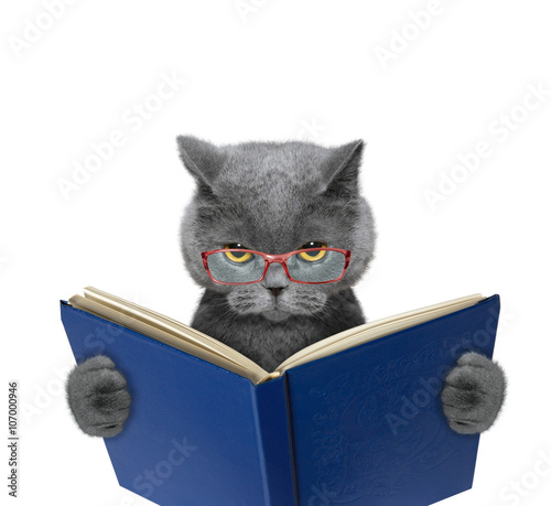 Fototapeta Naklejka Na Ścianę i Meble -  Evil cat in glasses is reading a book