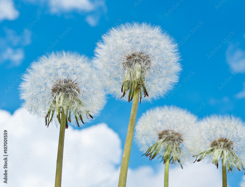 Naklejka premium white dandelions against blue sky with white clouds
