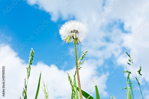 One white dandelion and green grass against blue sky with white clouds