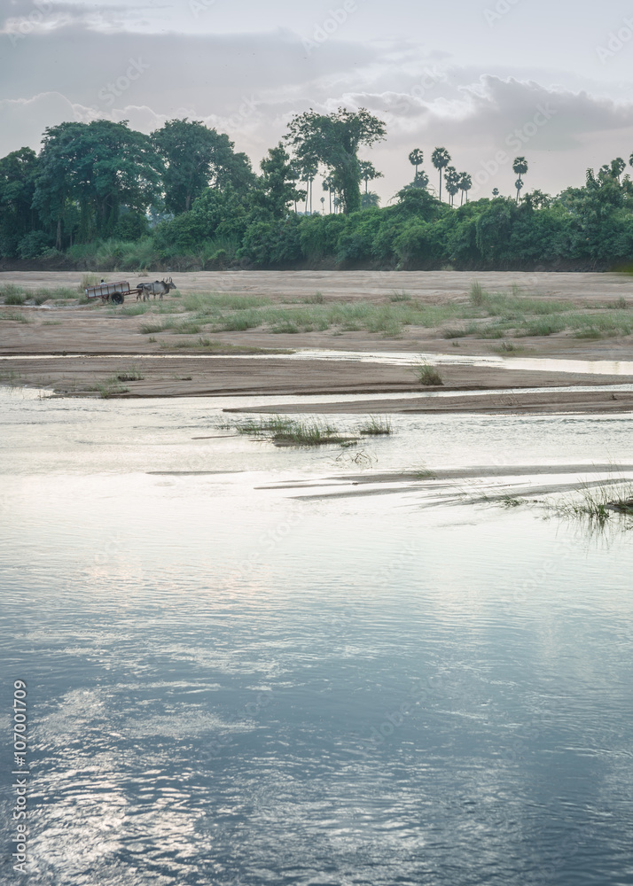 Thanjavur, India - October 15, 2013: Man loads sand in buffalo-drawn cart at Vennar River under early morning cloudy skies.
