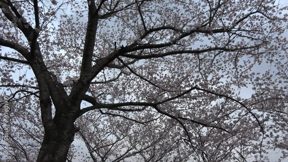 4K 京都・和らぎの道の桜が満開 4K 京都・和らぎの道の桜が満開