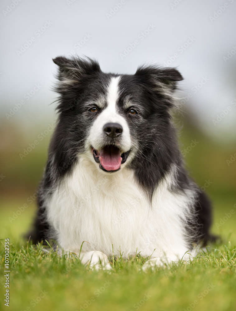 Happy and smiling Border Collie  dog