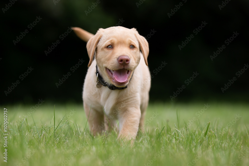 Happy and smiling labrador retriever puppy