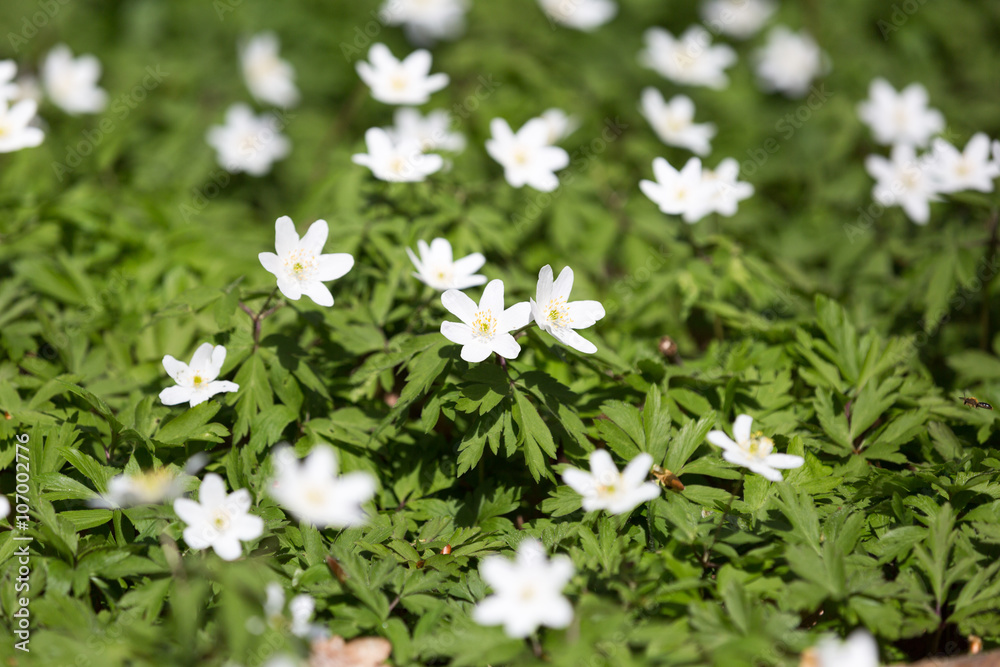 White anemone flower in blossom