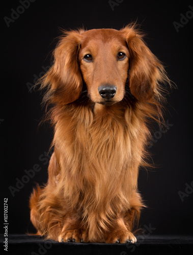 Wallpaper Mural Longhaired dachshund Torontodigital.ca